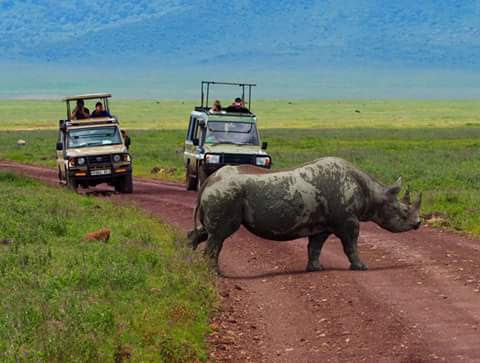 Black rhino crossing the road in front of Olympus Adventure 4x4s on the Ngorongoro Crater floor